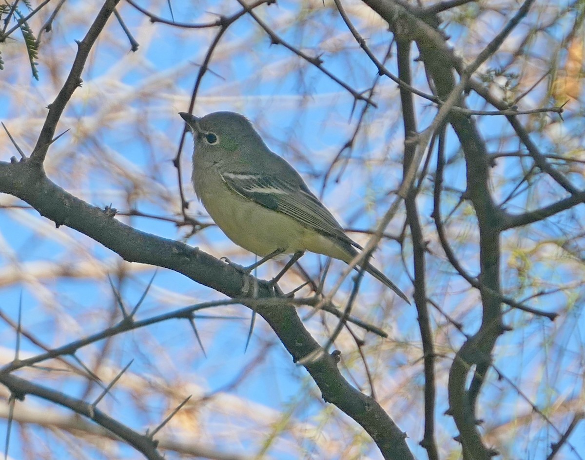 Plumbeous Vireo - Randall M