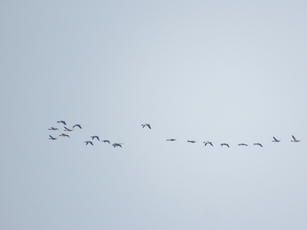 Common Merganser - ML533349731