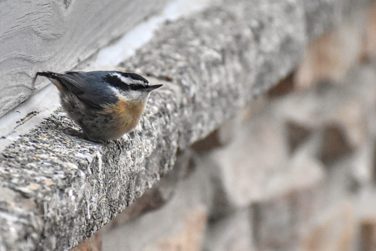 Red-breasted Nuthatch - Benjamin Ashin