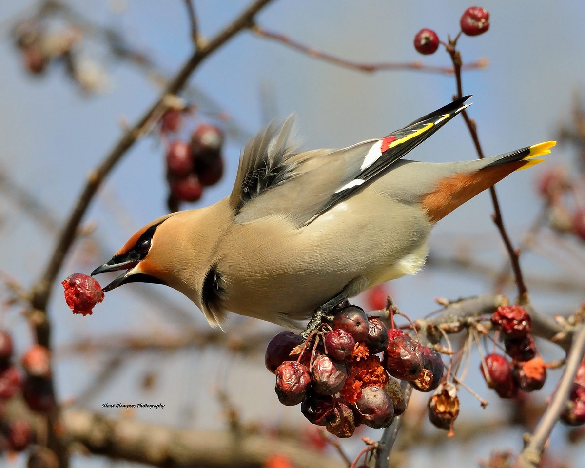 Bohemian Waxwing - ML533350421