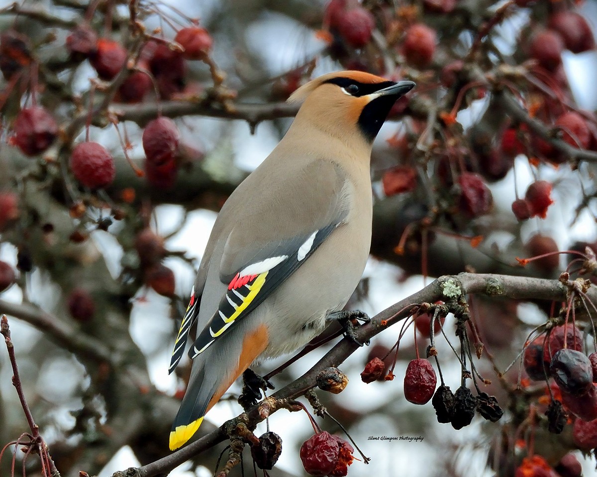 Bohemian Waxwing - ML533350431