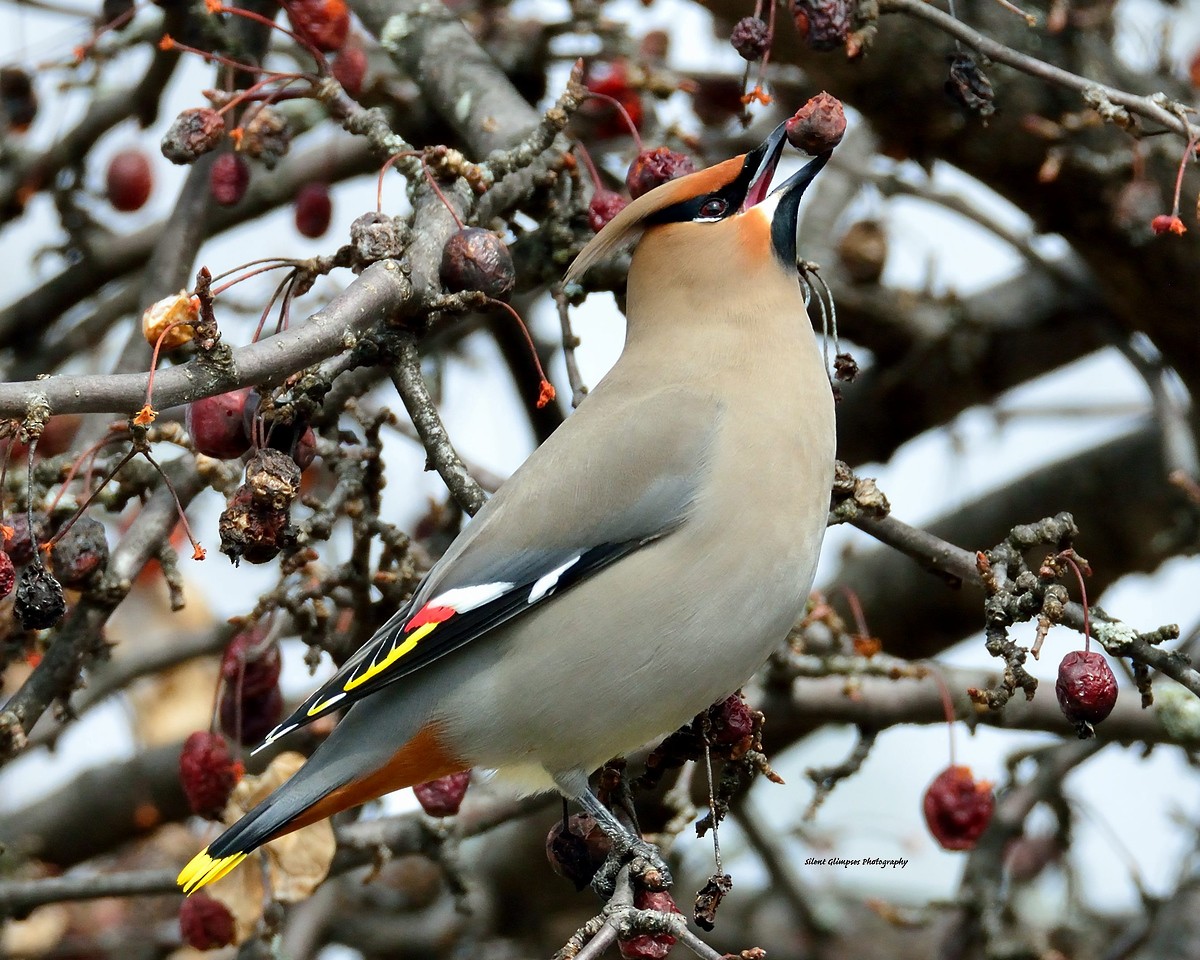 Bohemian Waxwing - ML533350441