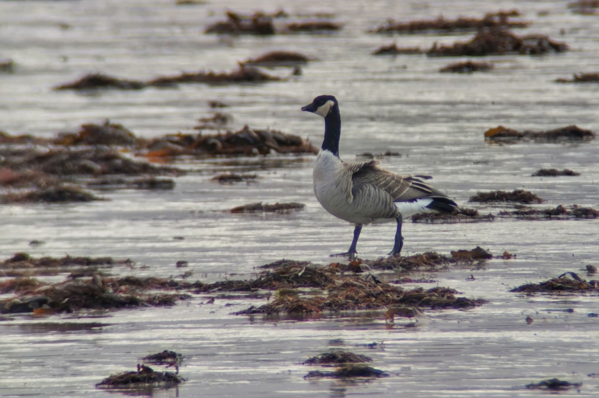 Cackling Goose (Richardson's) - Tom Lowe