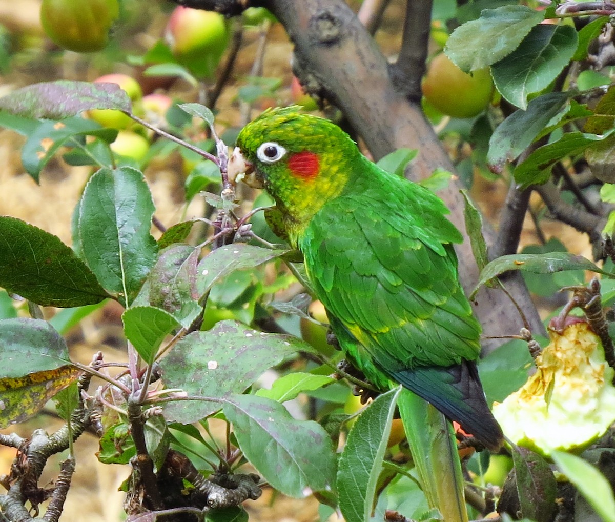 Sulphur-winged Parakeet - ML53335211