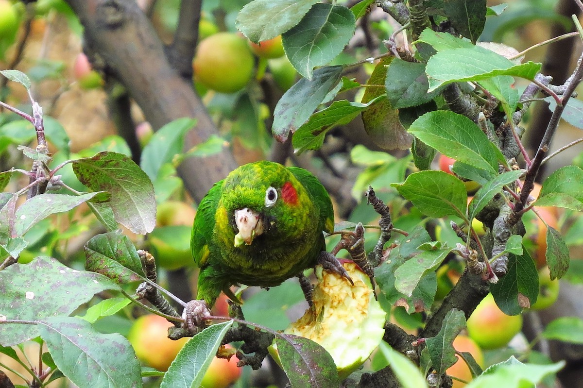 Sulphur-winged Parakeet - ML53335231