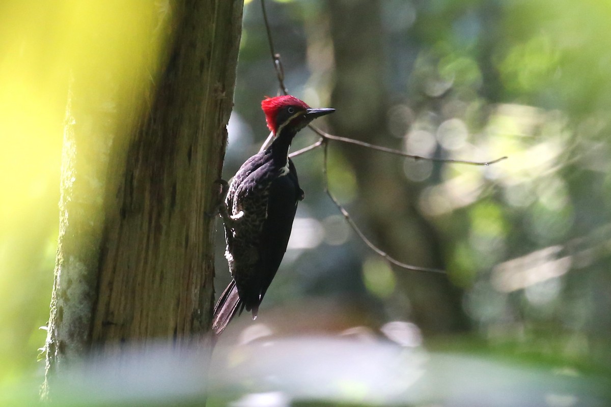 Lineated Woodpecker - ML533352431