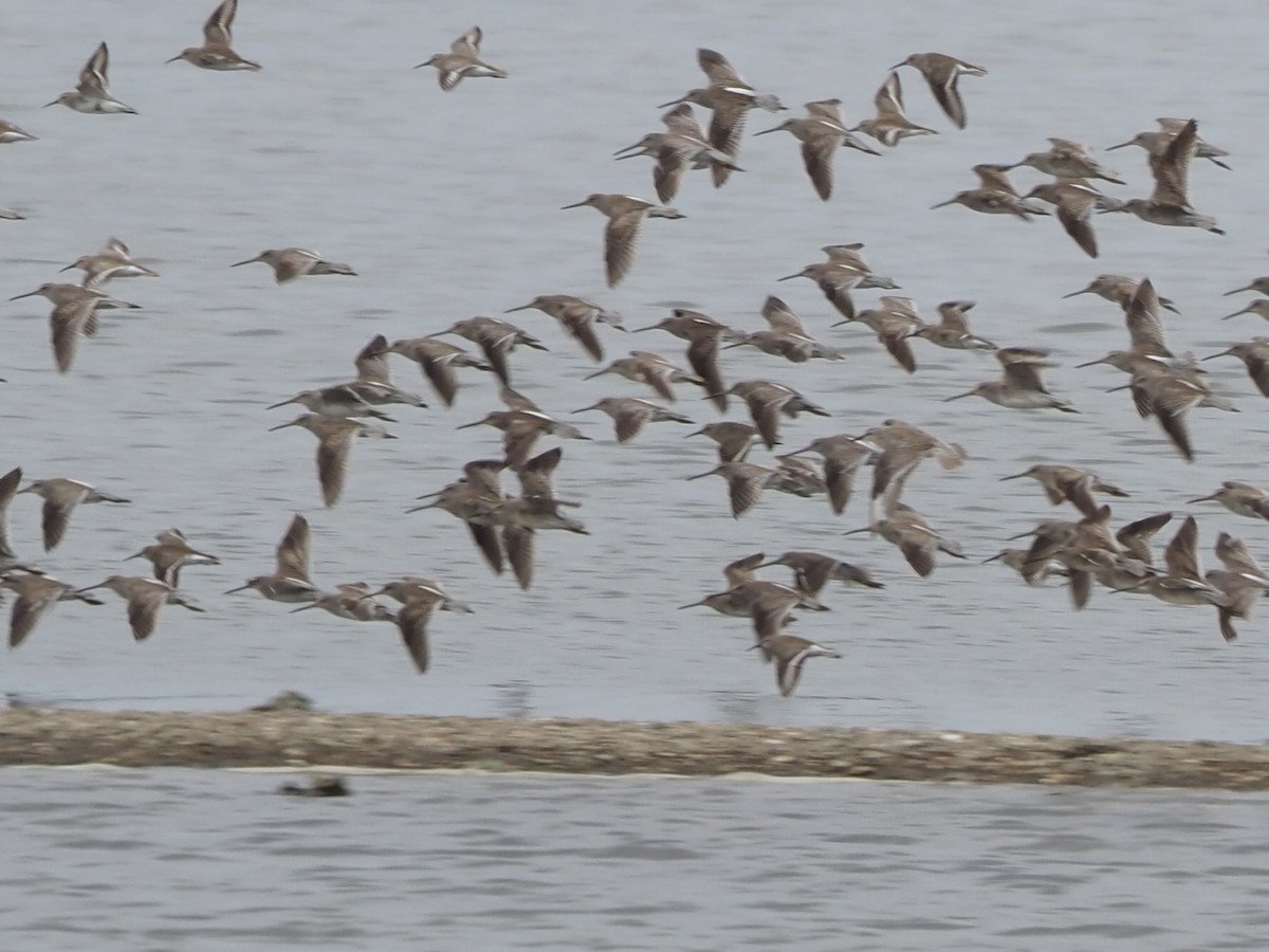 Short-billed Dowitcher - ML533352521