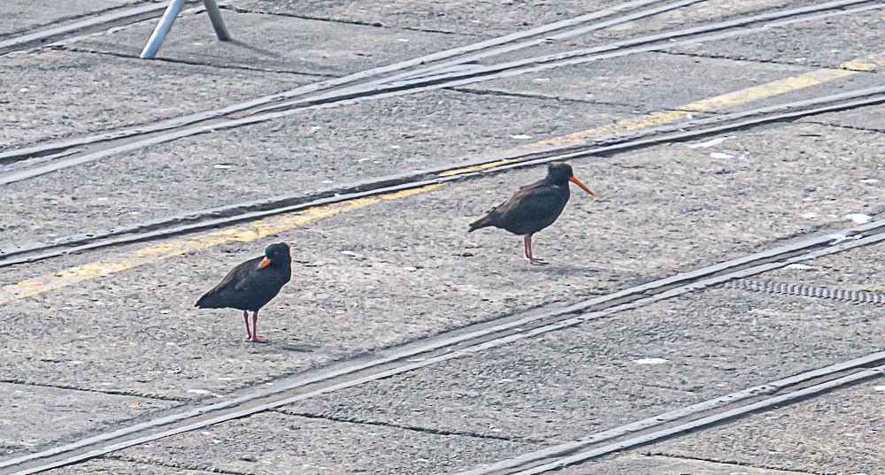 Variable Oystercatcher - ML533353811