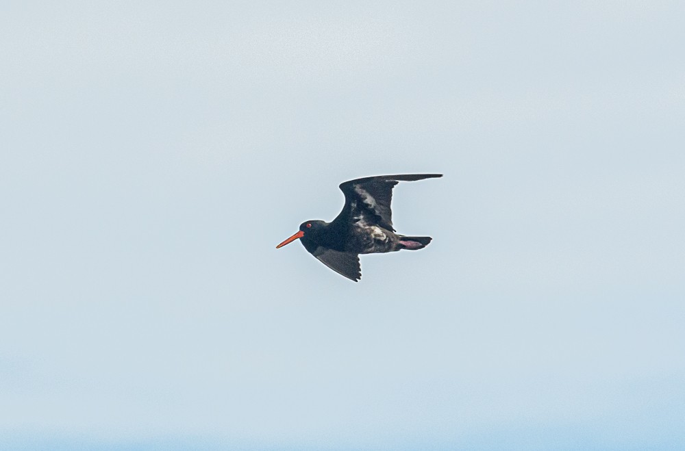 Variable Oystercatcher - ML533353911