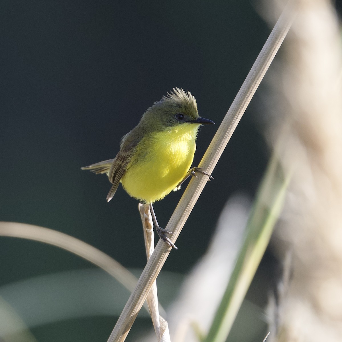 Subtropical Doradito - ML533353961