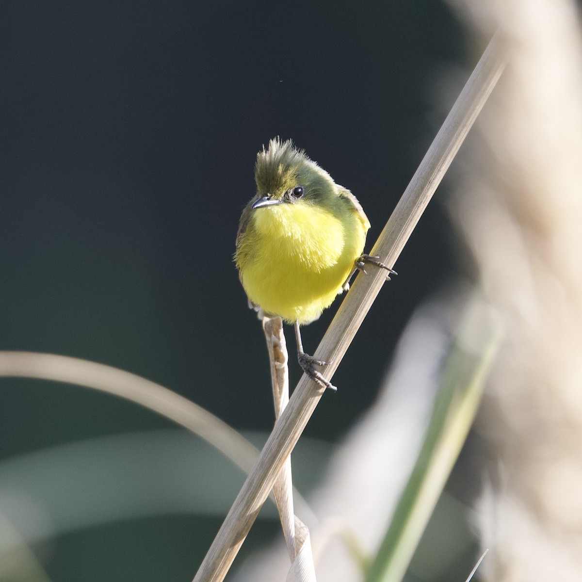 Subtropical Doradito - Diane Nastase