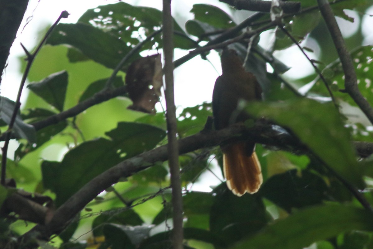 Cinnamon-rumped Foliage-gleaner - ML533354141