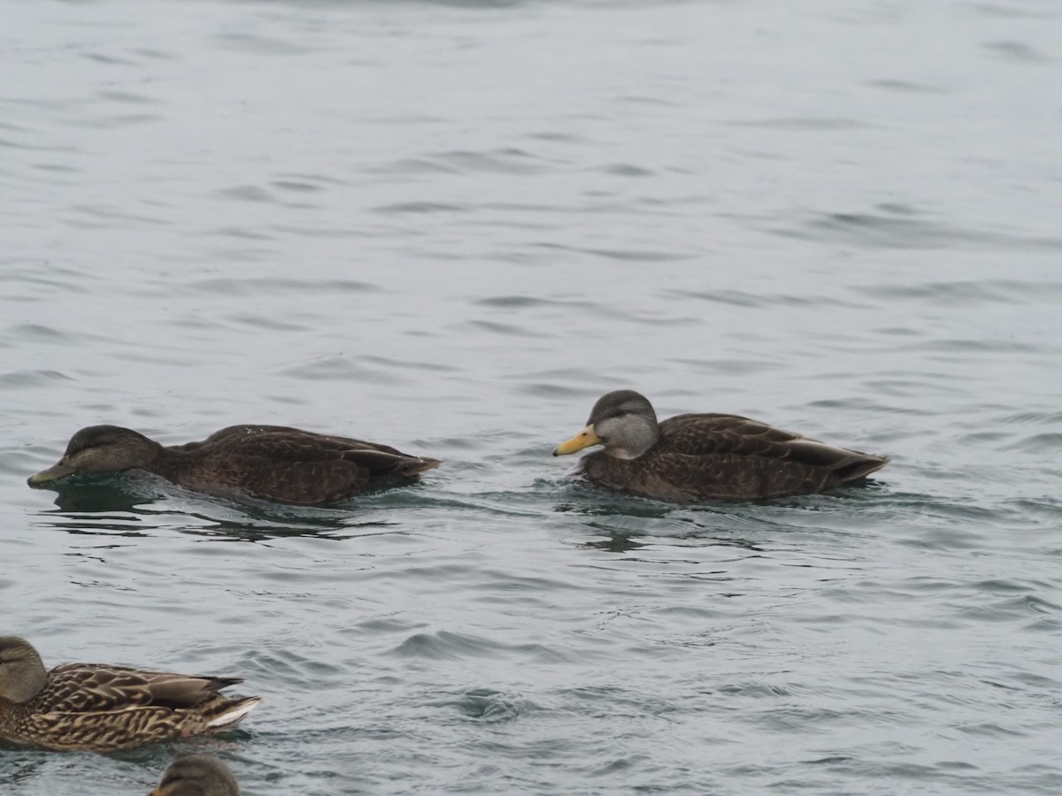 American Black Duck - ML533355121