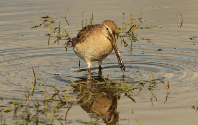 Long-billed Dowitcher - ML533356231