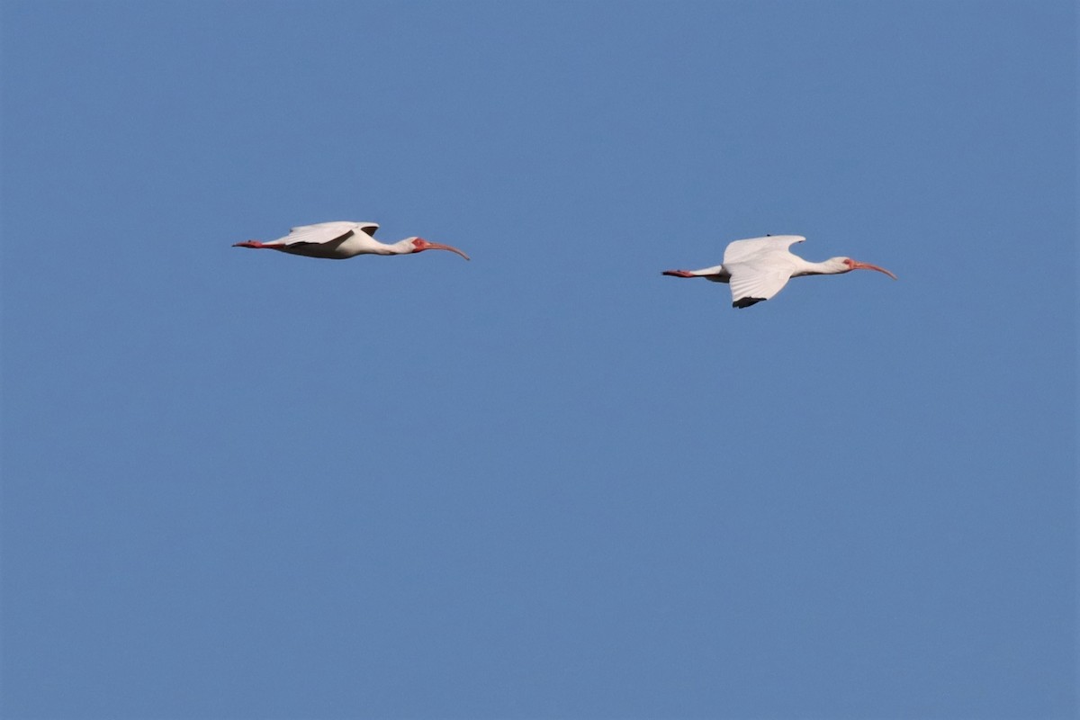 ibis bílý - ML533356941