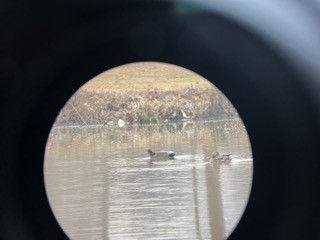 Gadwall - ML533356961