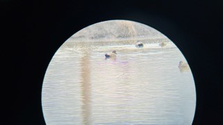 Gadwall - ML533356971