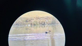 Gadwall - ML533356981