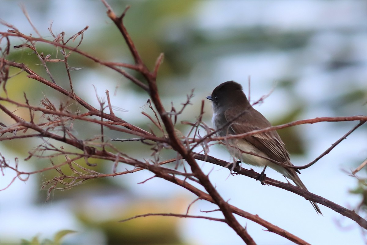 Eastern Phoebe - ML533357131