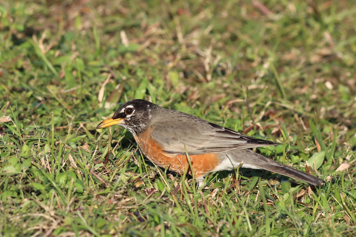 American Robin - ML533357451