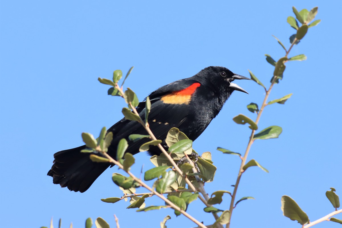 Red-winged Blackbird - Margaret Viens