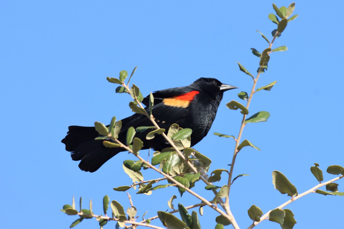 Red-winged Blackbird - Margaret Viens