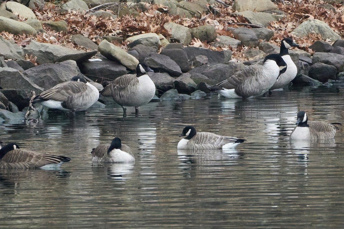 berneška malá (ssp. hutchinsii) - ML533359311