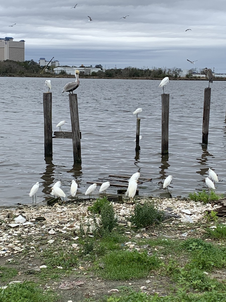 Snowy Egret - ML533359551