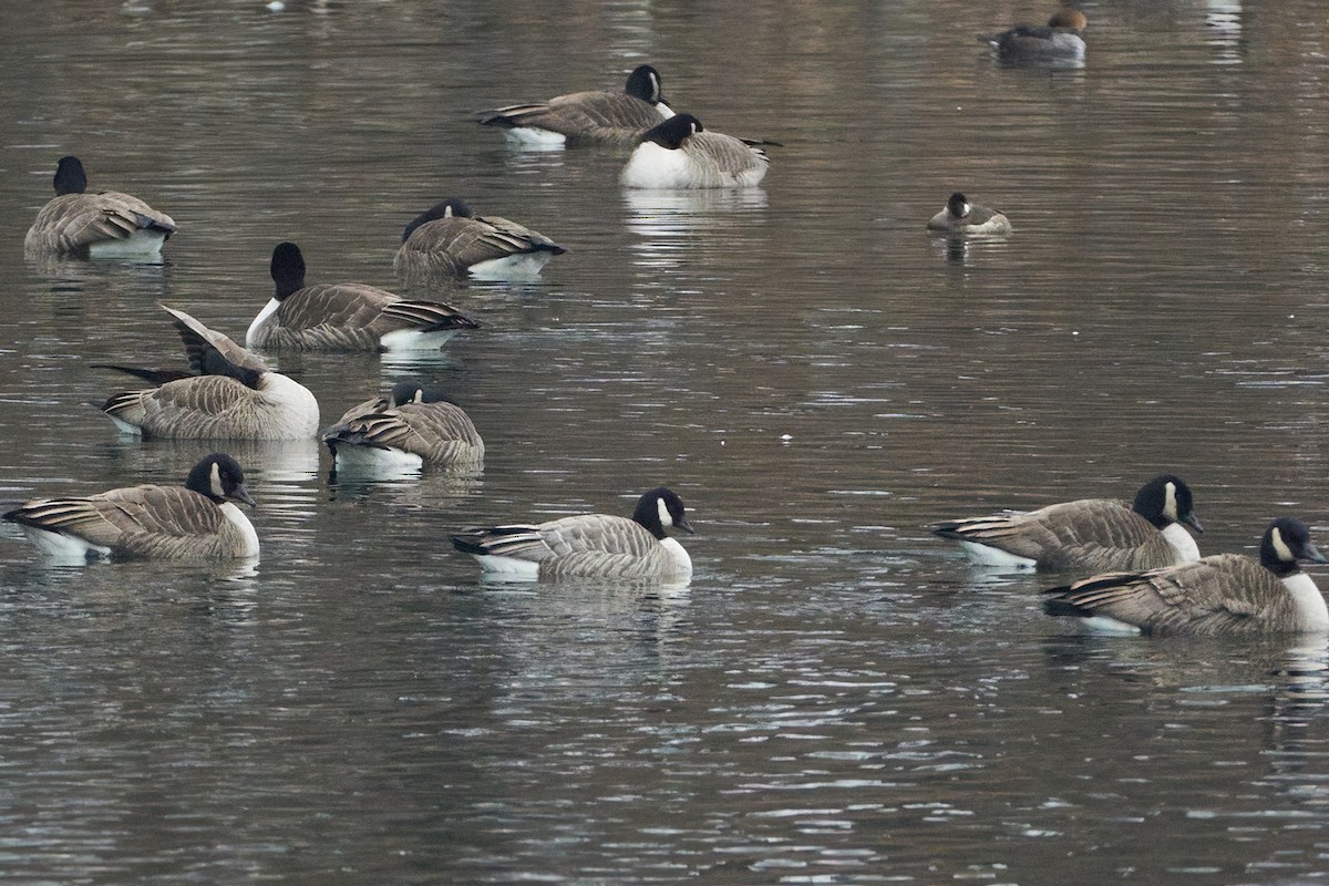 Cackling Goose (Richardson's) - ML533359591