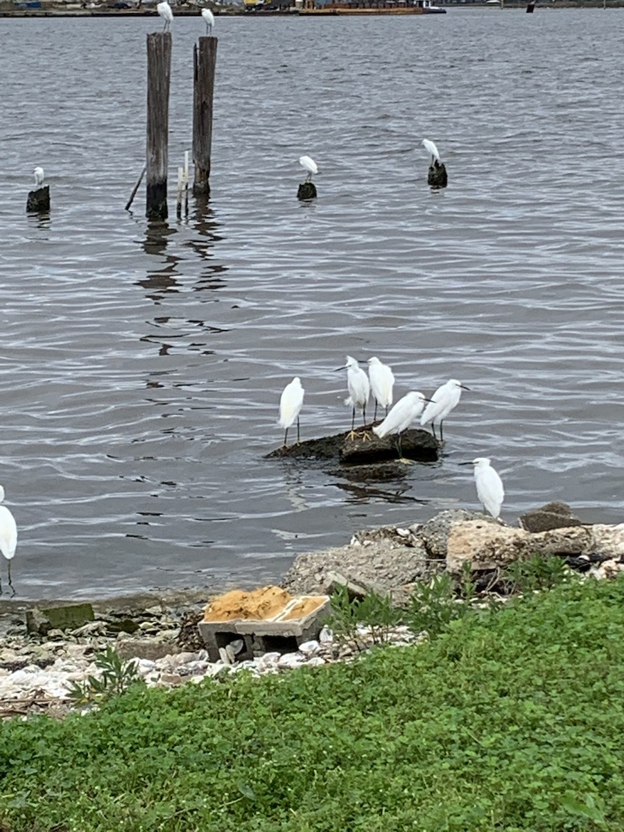 Snowy Egret - ML533359711