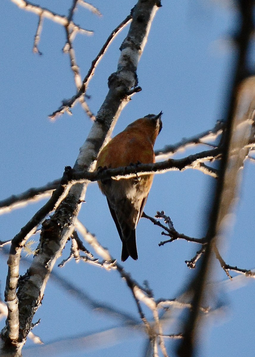 イスカ - ML533362101