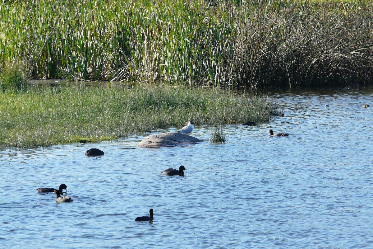 Brown-hooded Gull - ML533362711