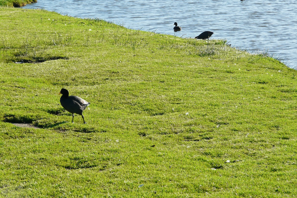 Red-fronted Coot - ML533363261