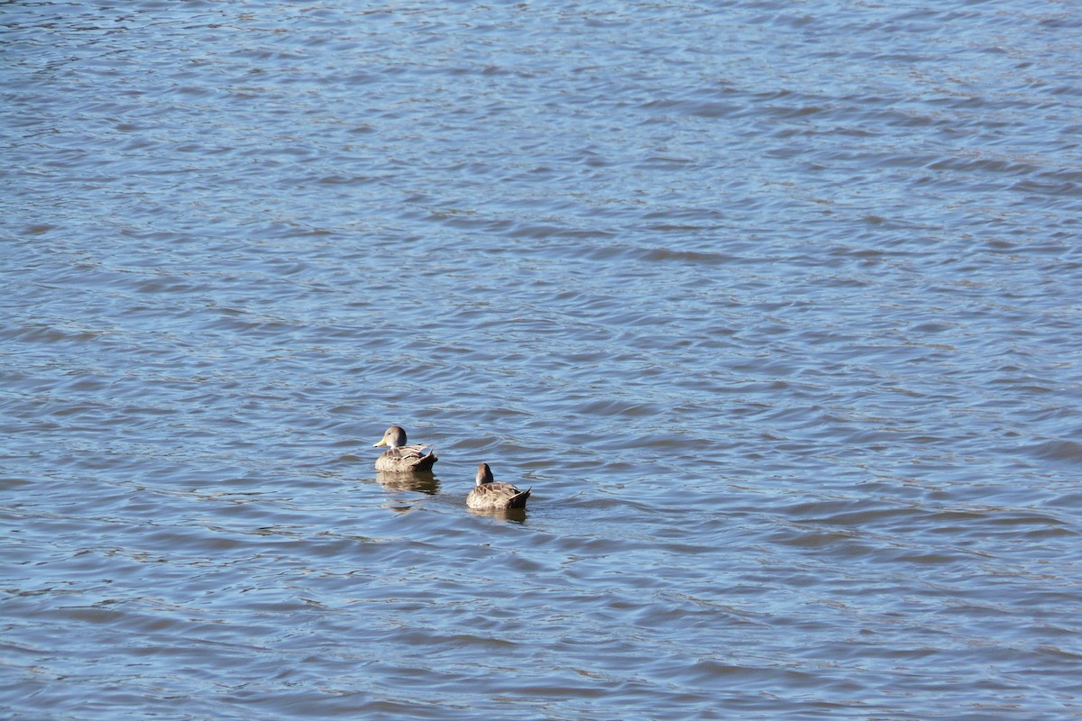 Yellow-billed Pintail/Yellow-billed Teal - ML533363371