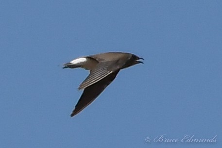 Oriental Pratincole - ML533364081