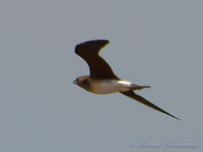 Oriental Pratincole - ML533364091