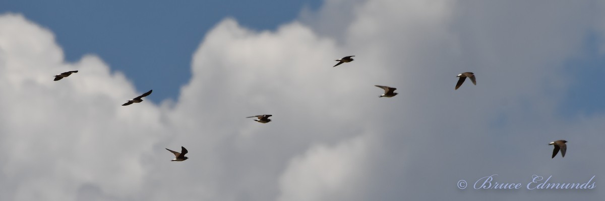 Oriental Pratincole - ML533364111