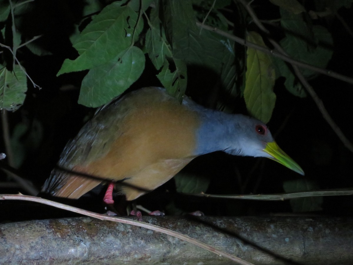 Gray-cowled Wood-Rail - ML533364151