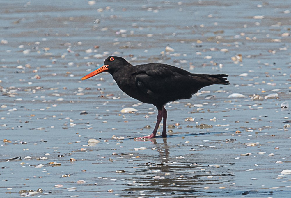 Variable Oystercatcher - ML533365101