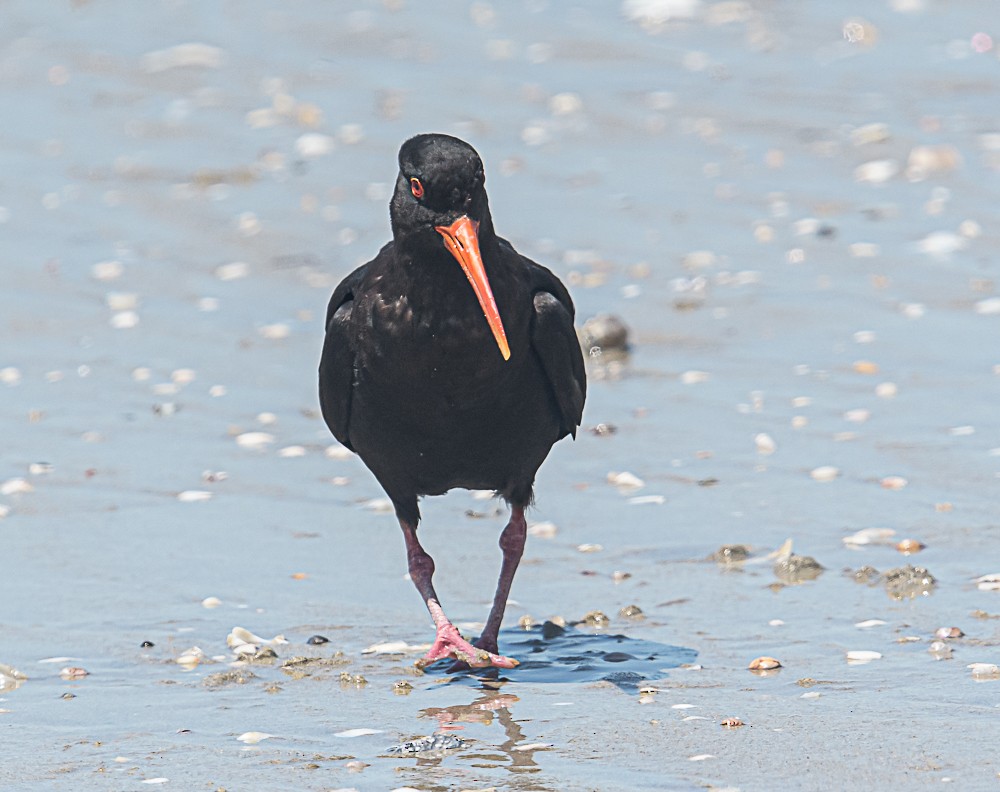 Variable Oystercatcher - ML533365111