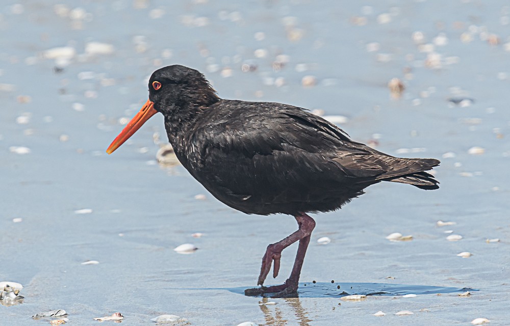 Variable Oystercatcher - ML533365121