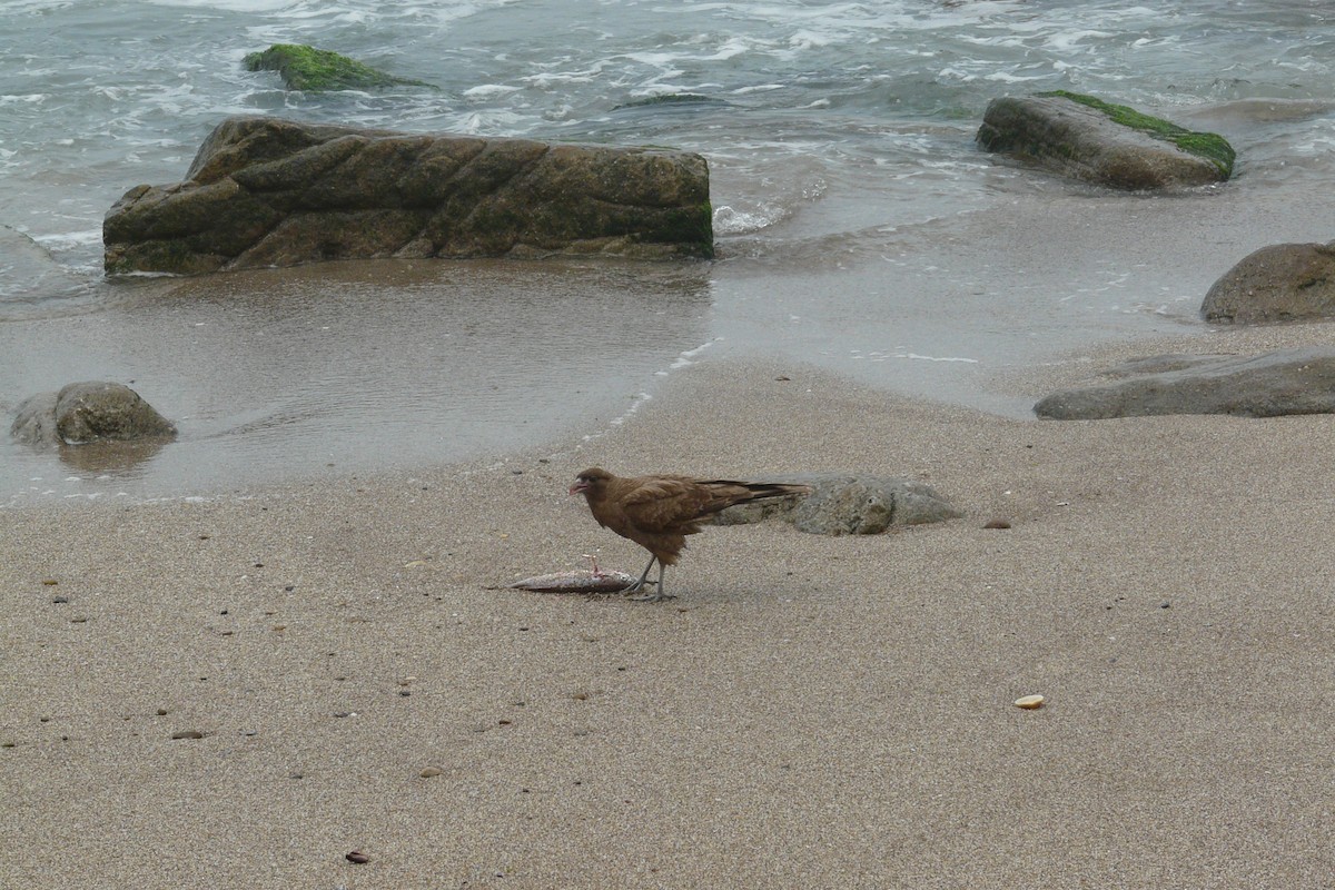 Chimango Caracara - ML533365471