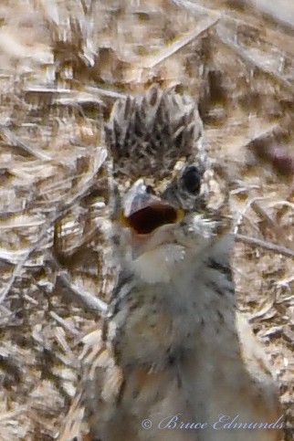 Singing Bushlark - ML533365631