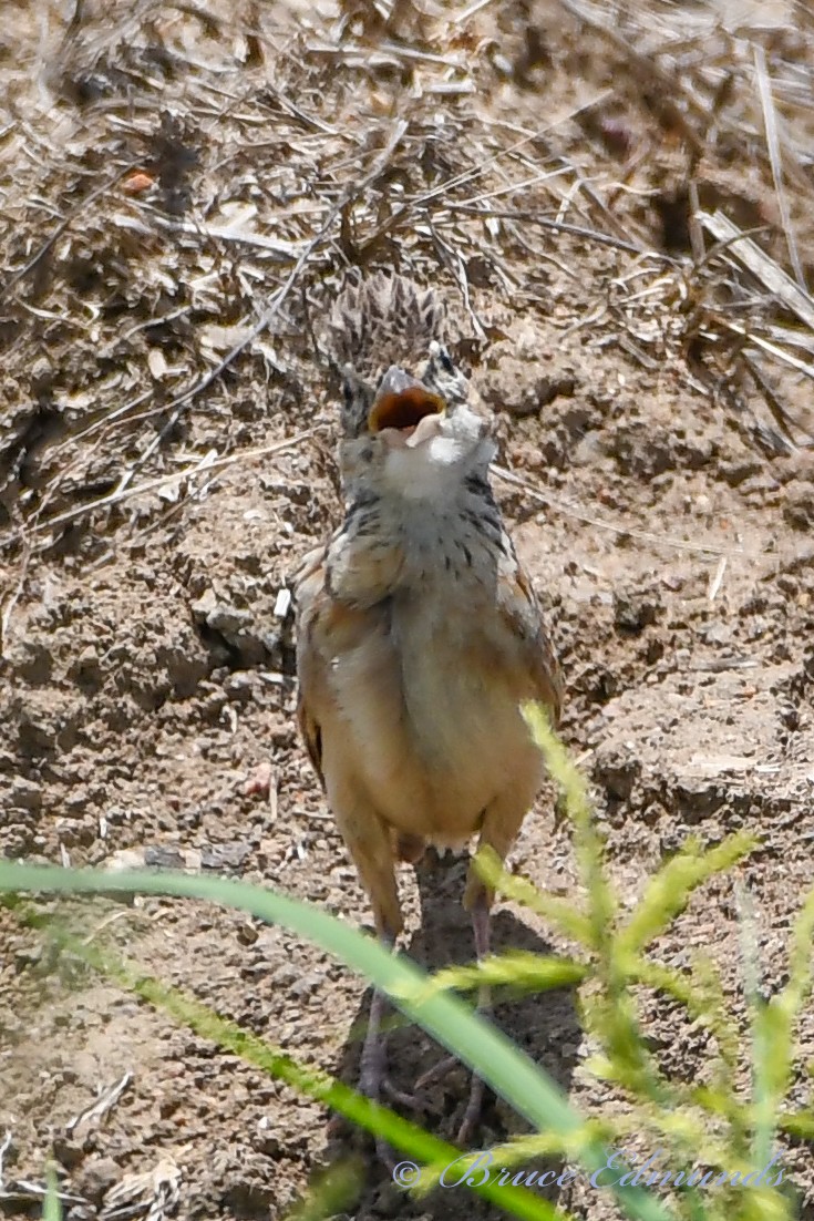 Singing Bushlark - ML533365641