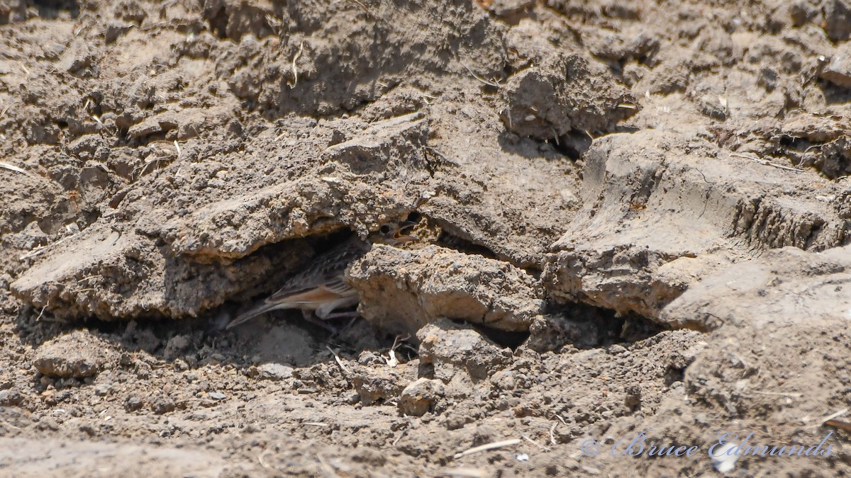 Singing Bushlark - ML533365651