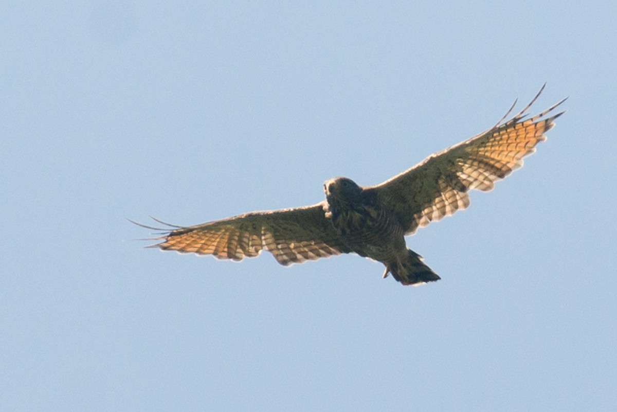 Roadside Hawk - ML533365851