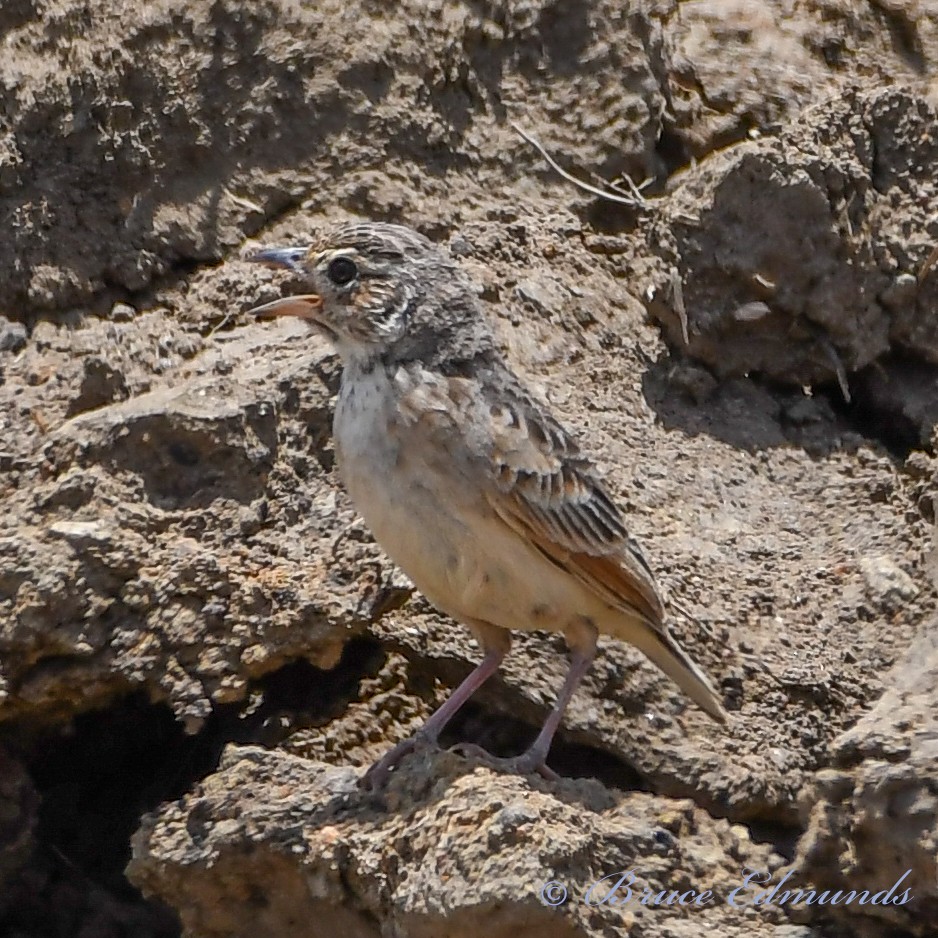 Singing Bushlark - ML533366241