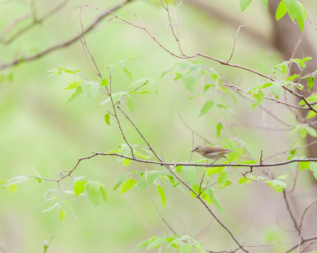 Tennessee Warbler - Jamie Tigges