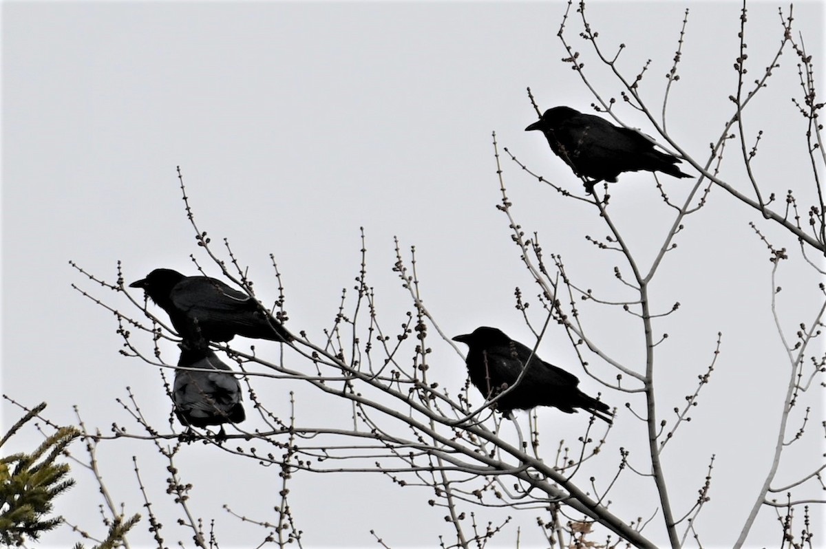 American Crow - ML533367471