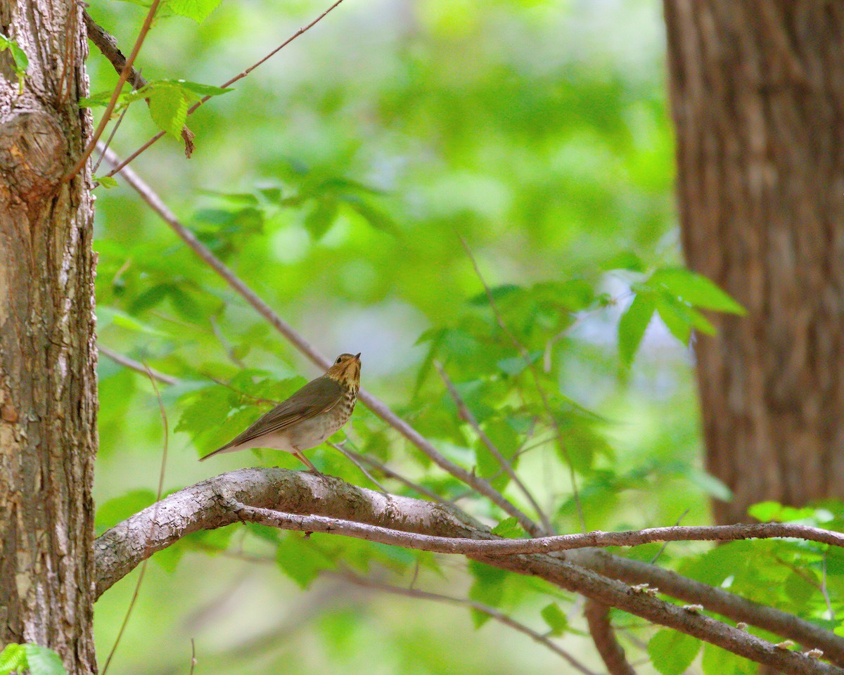 Swainson's Thrush - ML533367771